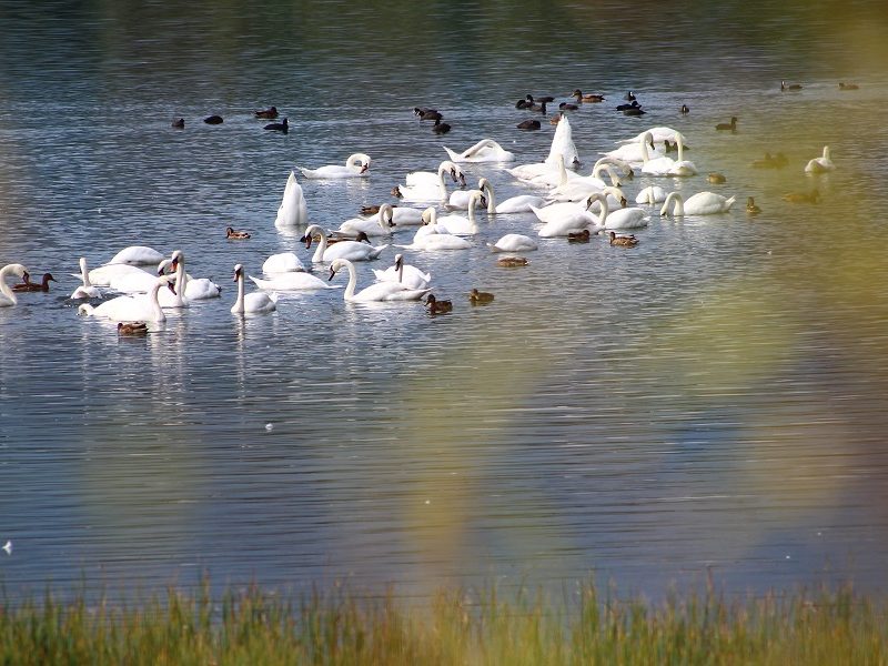 Lacul Bâtca Doamnei