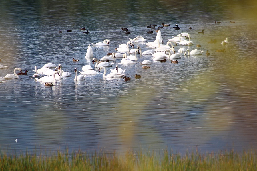 You are currently viewing Lacul Bâtca Doamnei